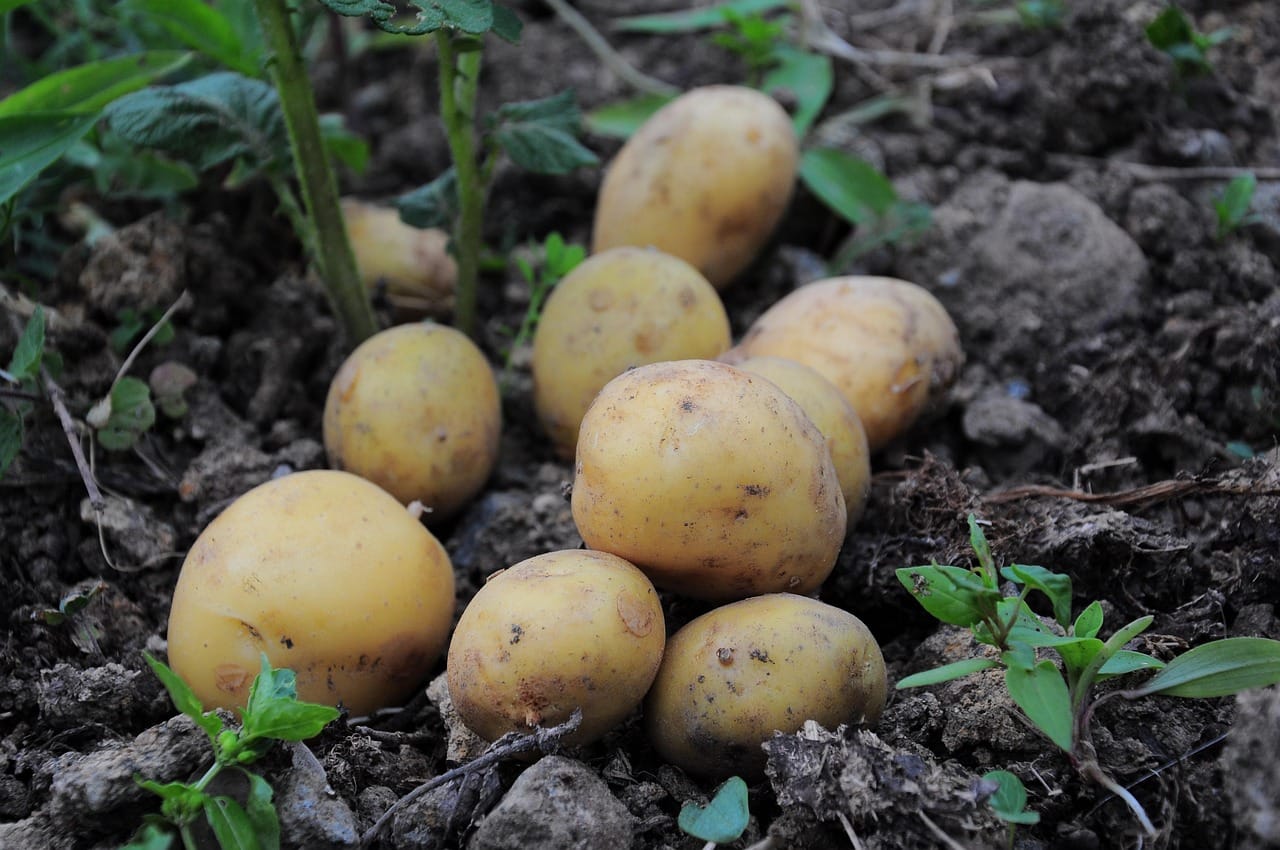 Lahan Kentang