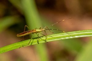 Detailed image of a green rice ear bug perched on a leaf, showcasing its intricate features.