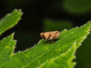Detailed macro shot of a brown planthopper perched on a green leaf, showcasing intricate textures.