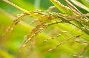 Detailed macro shot of rice plant showcasing ripe grains with vibrant green leaves in a sunny field.